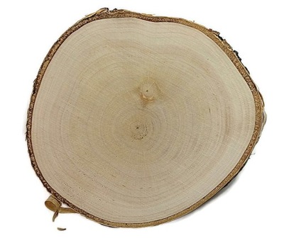 Drewniane Plastry drewna Brzoza szlifowane 10-12cm