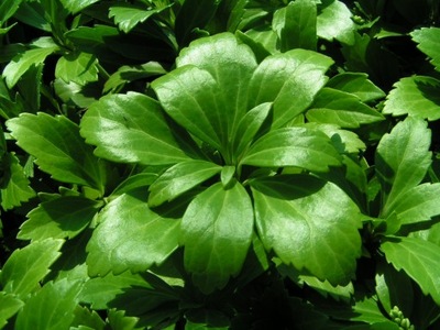 PACHYSANDRA - RUNIANKA - ŁADNA OKRYWOWA ROŚLINA