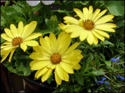 Osteospermum stokrotka afrykańska żółta.
