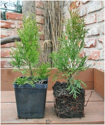 Żywotnik zachodni Thuja Szmaragd 25-30cm