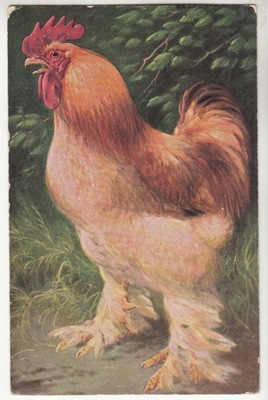 RASOWY KOGUT DRÓB