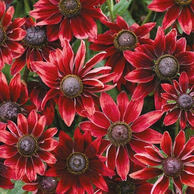 RUDBEKIA CHERRY BRANDY HIT .