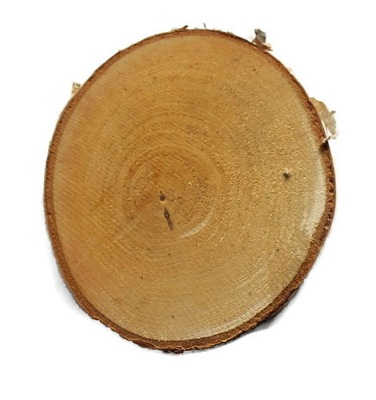 TANIE Drewniane plastry drewna brzoza 10-12 / 1 cm krążek drewniany