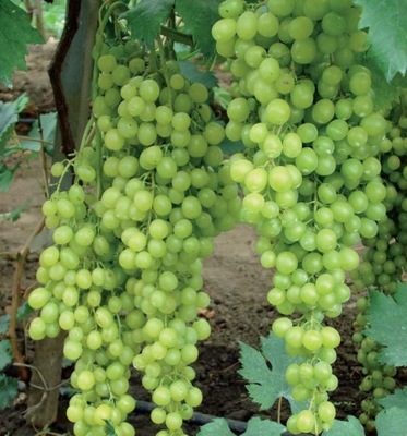 WINOROŚL TIMUR PA 245 H