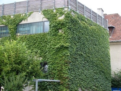 Szőlő Vadbor Borostyán Gyors Sövény !!