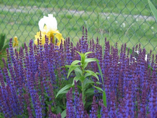 SAGE DIPPED BLUE BEAUTY