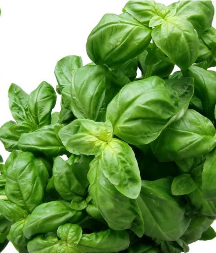 КОНДИЦИОНЕР HERBA STRONG AGRECOL HERBA 24X30мл