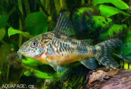 Рыбья кираса Кираса Corydoras paleatus