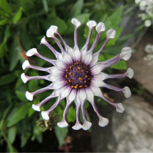 Osteospermum whirlygig stokrotka.