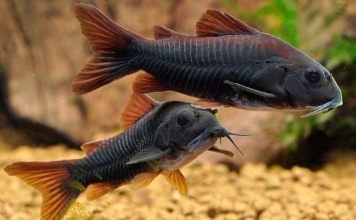 Рыба Черная кираса Corydoras black