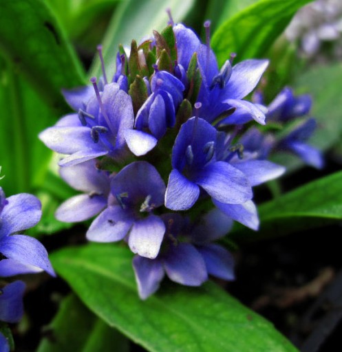 Очень редкий и востребованный LAGOTIS STOLONIFERA.