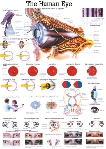 Медицинская комиссия: ЧЕЛОВЕЧЕСКИЙ ГЛАЗ (Анг) | 100 х 70 см