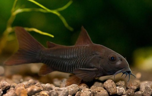 Рыба Черная кираса Corydoras black