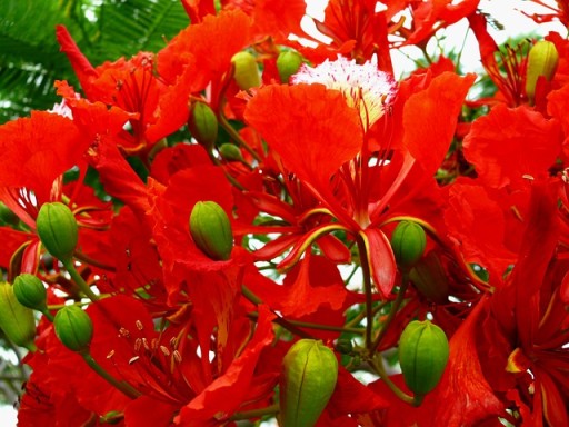 AFRICA FLAME - DELONIX REGIA - 3 СЕМЯНА