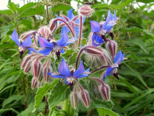 БОРАГО ОФИЦИНАЛИС (BORAGO OFFICINALIS) 50 СЕМЯН