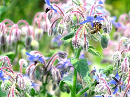 БОРАГО ОФИЦИНАЛИС (BORAGO OFFICINALIS) 50 СЕМЯН