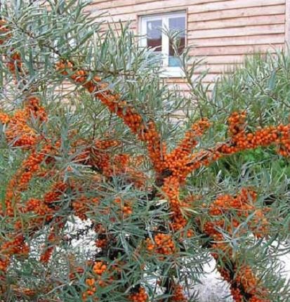 НА БОНСАЙ МОРСКАЯ СУКА HIPPOPHAE RAMNOIDES 50 СЕМЕН