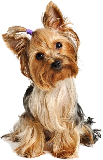 НАСТЕННЫЕ НАКЛЕЙКИ Наклейка Yorkie Dog 12 100x64см