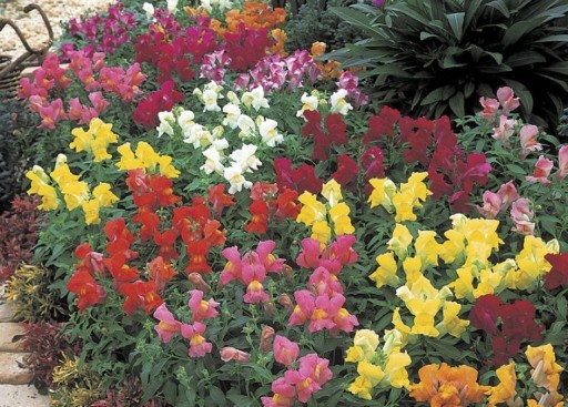 Карликовый львиный зев (ANTIRRHINUM MAJUS NANUM) COLOR MIX 500 СЕМЕН