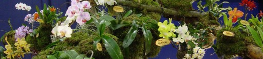 FLORAGARD ZIEMIA dla sukulentów i kaktusów 5L marina-comfort