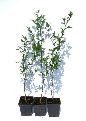 MROZOODPORNA POMARAŃCZA TRIFOLIATA 40-60CM cytryna