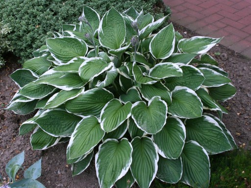 Funkia Hosta FRANCEE odporna W DONICZCE