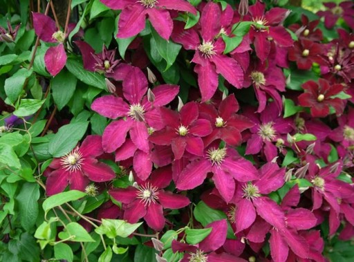 Clematis Ernest Markham z donicy art. nr 674D