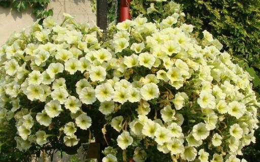 PETUNIA ŻÓŁTA SKLEP_TULIPAN.