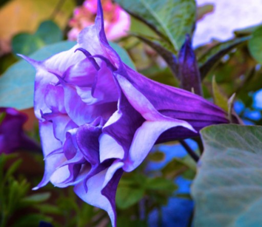 datura niebieska - nasiona