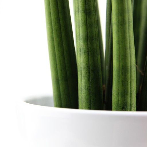 Sansewieria Straight WĘŻOWICA Sansevieria roz. XL