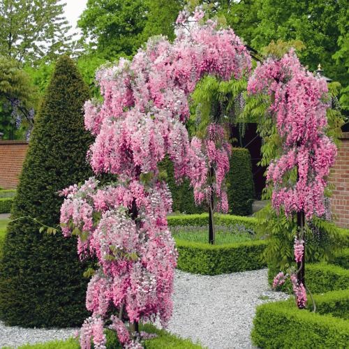 Wisteria glicynia chińska różowa.