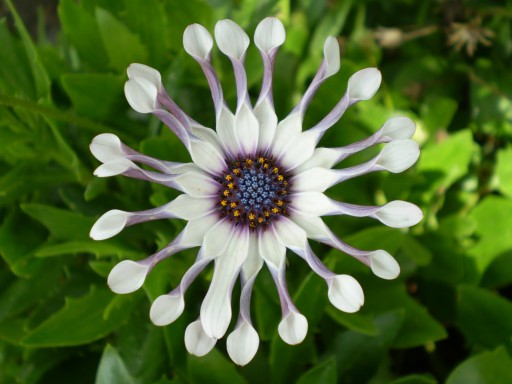 OSTEOSPERMUM WHIRLYGIG STOKROTKA .