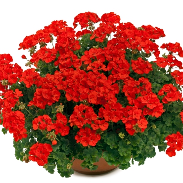 PELARGONIA RABATOWA _CZERWONA_BALKON I TARAS