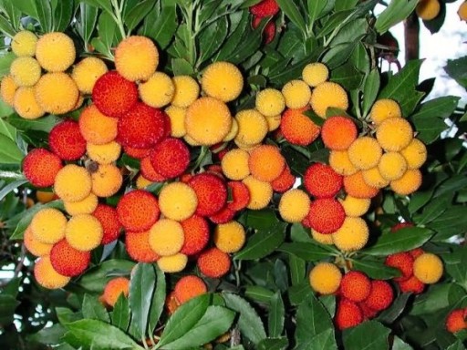 DRZEWO TRUSKAWKOWE ARBUTUS UNEDO - 10 NASION