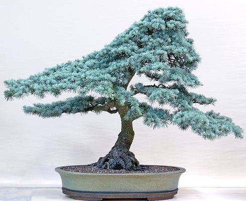 ŚWIERK KUJĄCY SREBRNY A - NA BONSAI - 20 NASION