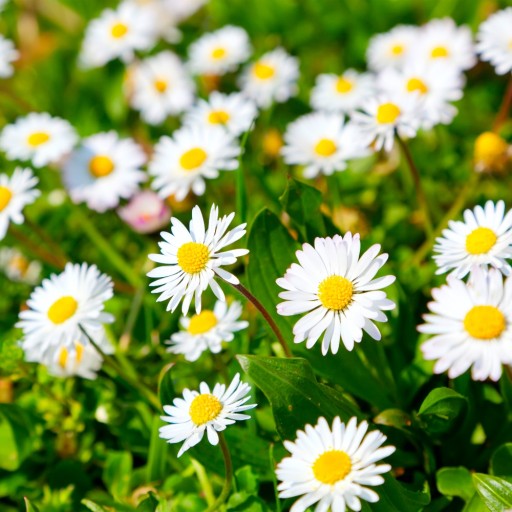 STOKROTKA ŁĄKOWA BIAŁA BELLIS PERENNIS 0,2 GR NASI